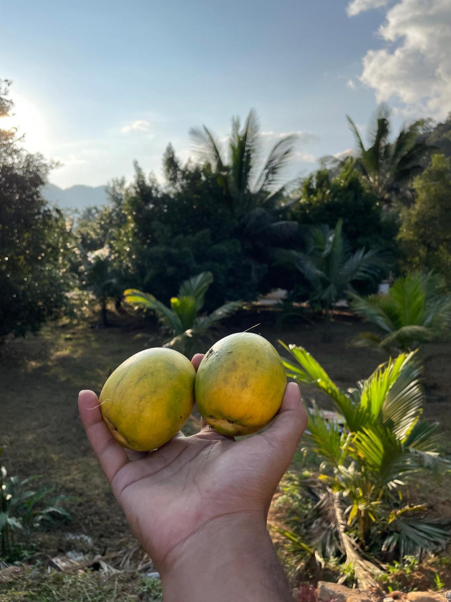 Calm Shack - 2 Bedroom-Boutique Farm Stay Munnar Ngoại thất bức ảnh